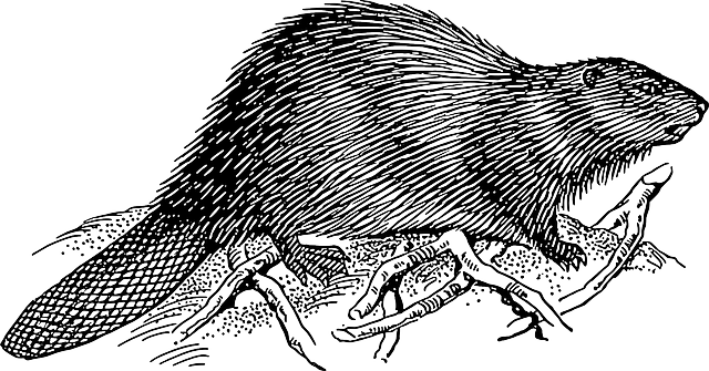 drawing of a beaver